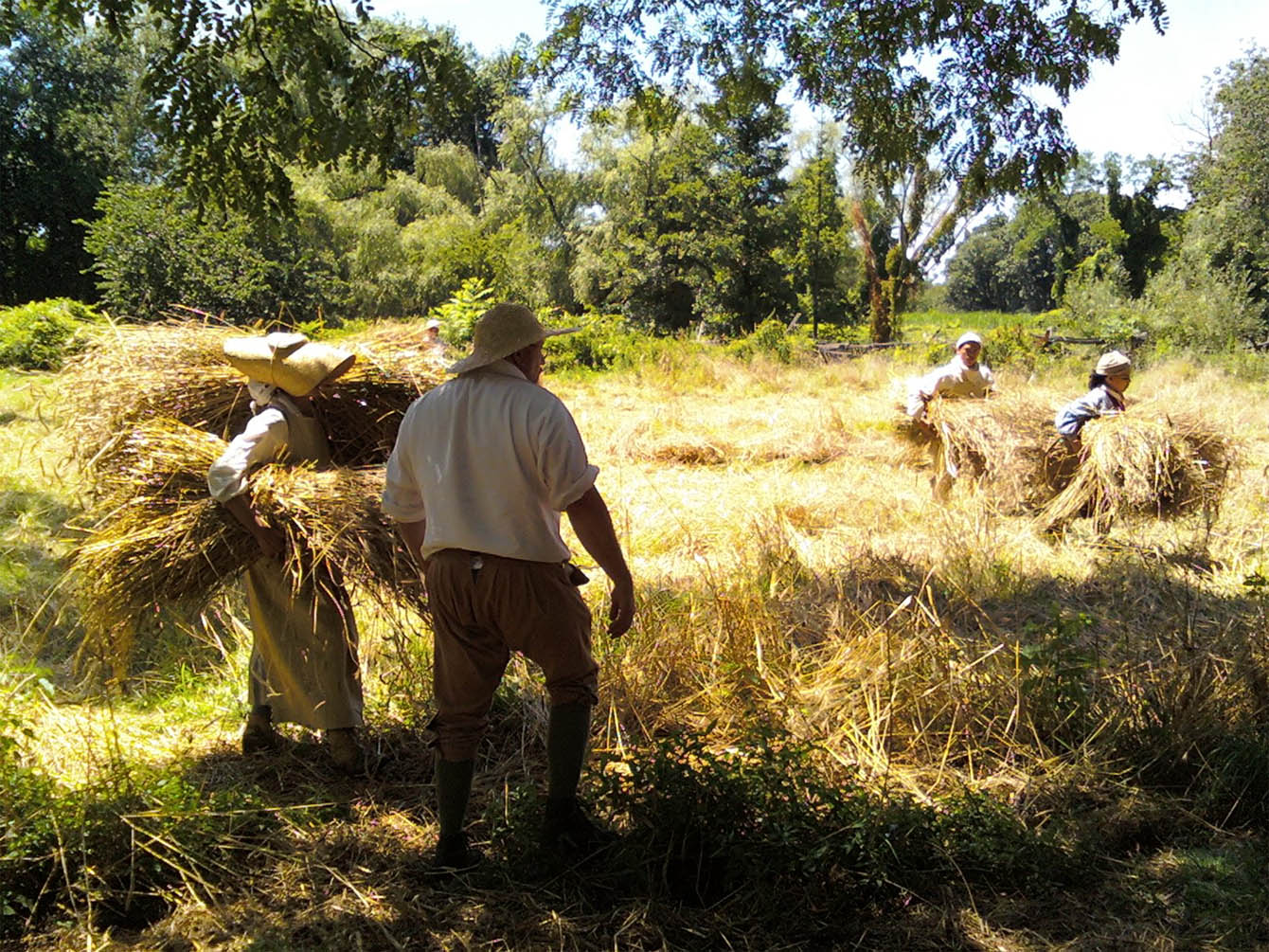 Interpreters harvest rye at Philipsburg Manor